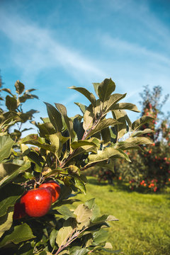 Blick in eine Obstplantage für Edelobst Äpfel auf einen Apfelbaum