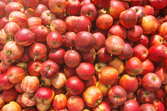 Blick in eine Kiste mit frisch gepflückten roten Äpfeln