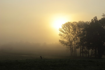 Fototapeta na wymiar Foggy morning