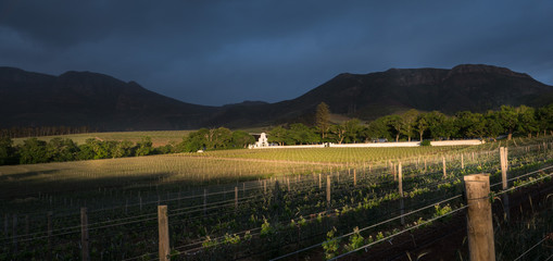 Fototapeta premium Groot Constantia