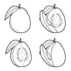 Guava Vector Illustration Hand Drawn Fruit Cartoon Art