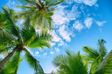 Fototapeta na wymiar Green palm tree against blue sky and white clouds