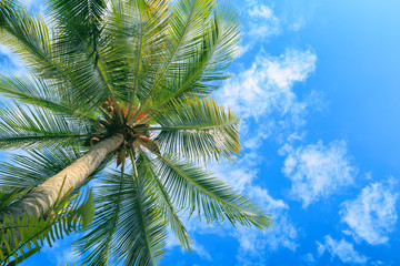 Green palm tree against blue sky and white clouds