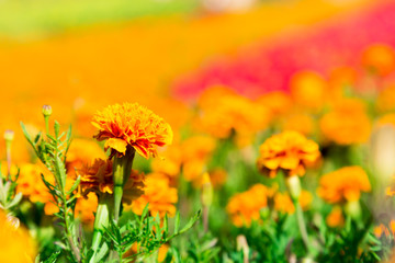 Marigold flowers on sunny day