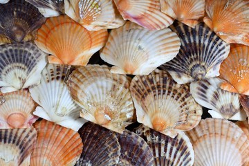 Scallop Shells