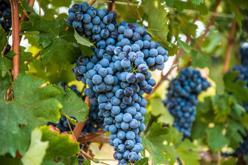 Fototapeta premium Uva, Nebbiolo, Barolo