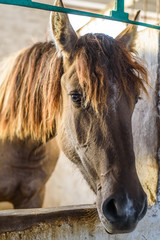 Obraz premium horse in the stall