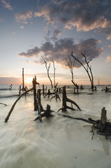 Beautiful and calm beach with dead mangroves during sunset