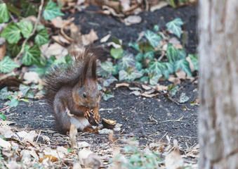 Red squirrel sits on ground and gnaws walnuts