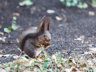 Red squirrel sits on ground and gnaws walnuts