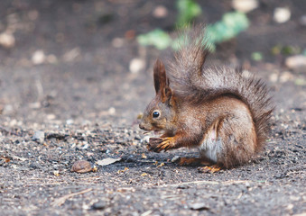 Naklejka na ściany i meble Red squirrel sits on ground and gnaws walnuts