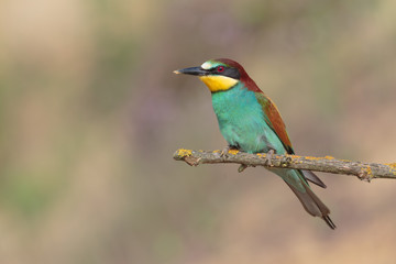Bee eater 022