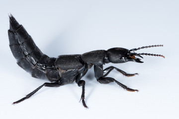 Devil's coach horse beetle on a white underground