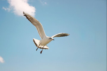 Fototapeta na wymiar Seagulls soar in the clear blue sky on a sunny day.