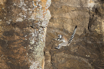 Katta springt von der Felsleiste