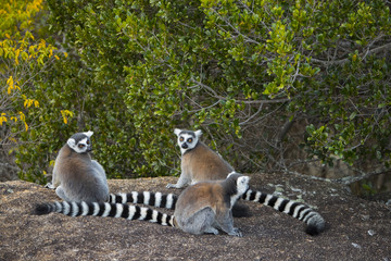 Kattas auf einem Felsen