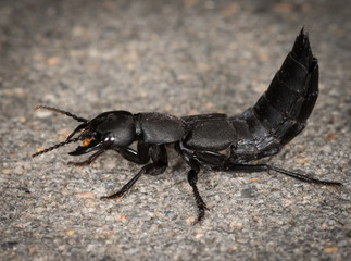 Devil's coach horse beetle on a stone underground