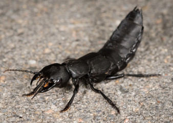 Devil's coach horse beetle on a stone underground