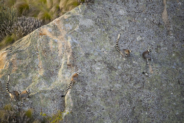 Kattas erklettern einen Felswand