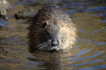 Coypu (Myocastor coypus)