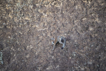 Katta erklimmt eine Felswand