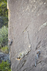 Kattas erklettern einen Felswand