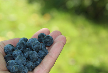 autumn fruits, a handful of blackthorns