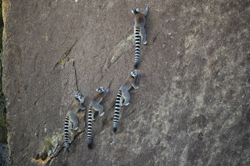 Kattas erklettern einen Felswand