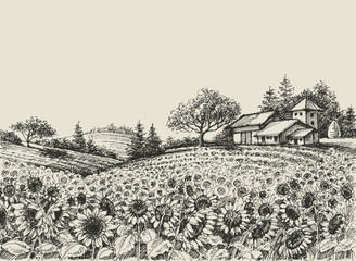 Sunflower field vector