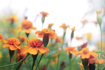 Beautiful marigolds in garden  (Tagetes erecta, Mexican marigold, Aztec marigold, African marigold)