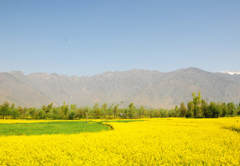 Beautiful mustard field in Kashmir, India with the mountain in background