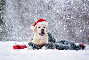 happy labrador dog posing in a Santa hat in snow