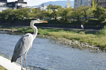 鴨川のアオサギ