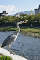 鴨川のアオサギ