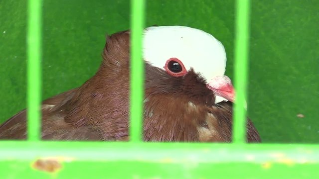 Pigeon moravian magpie cropper on exhibition in the Czech Republic, ornamental breed pigeon