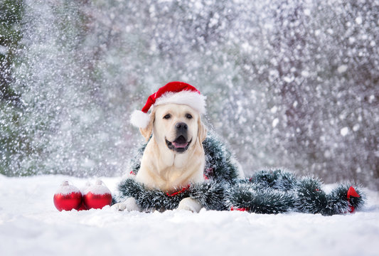 happy labrador dog posing in a Santa hat in snow