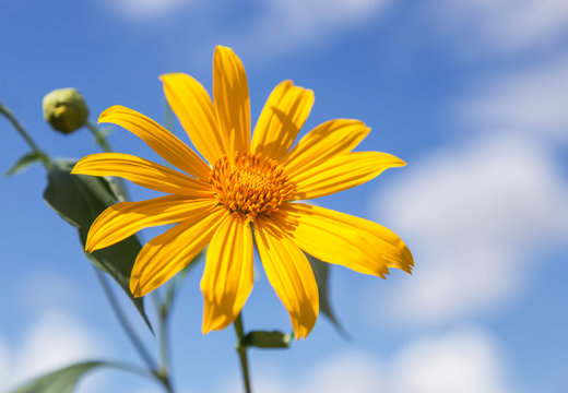 Japanese sunflower or mexican sunflower weed  blooming on blue sky background