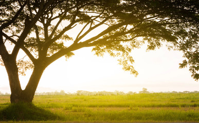 Fototapeta premium sunrise in meadow