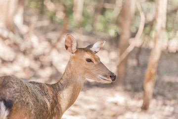 young sika deers or spotted deers or Japanese deers (Cervus nippon) resting in natural     