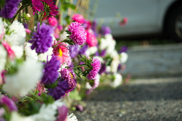 Close-Up of Pink and Purple Colored Aster Flowers by the Wayside