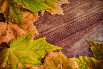 Autumn yellow green maple leaves and bunches of mountain ash on an old wooden background top view with copy space