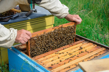 Apiary. The beekeeper works with bees near the hives. Apiculture.