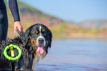 bernese mountain rescue dog water work training