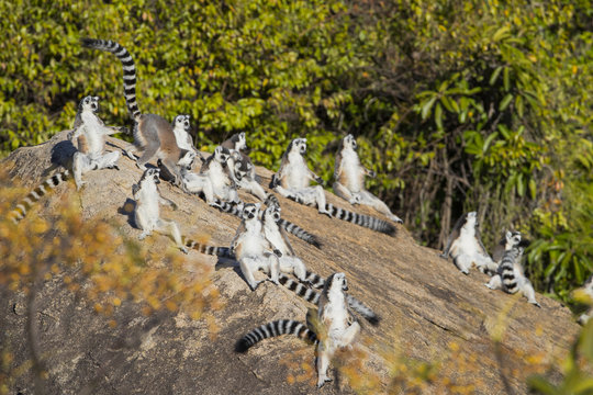 Kattagruppe waermt sich in der Sonne auf