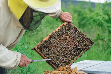 Apiary. The beekeeper works with bees near the hives. Apiculture.