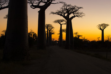 Baobab Baeume im Sonnenuntergang