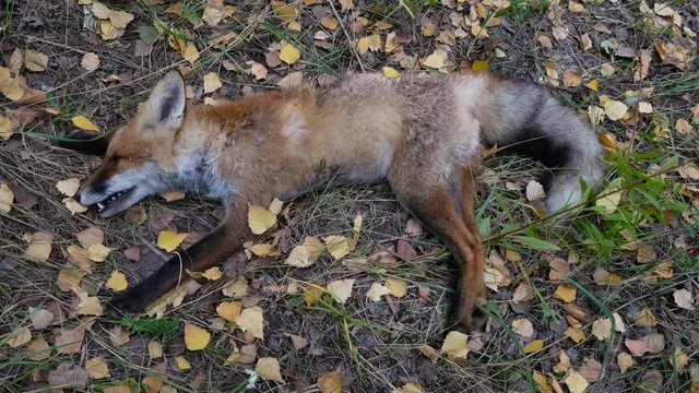 Hunted dead fox in autumn forest