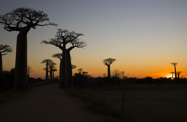 Fototapeta na wymiar Baobab Baeume im Sonnenuntergang
