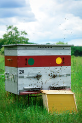 Apiary. Beehive in the apiary. Apiculture.