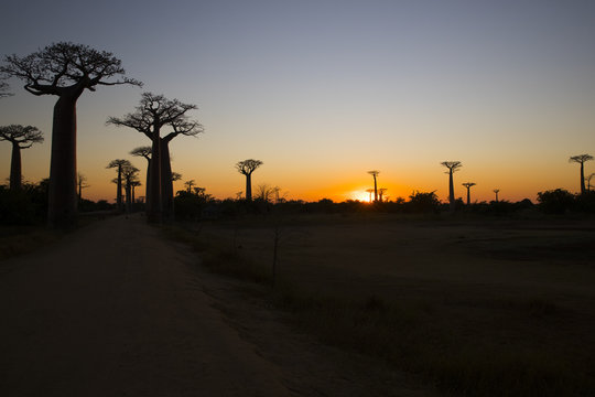 Baobab Baeume im Sonnenuntergang © aussieanouk
